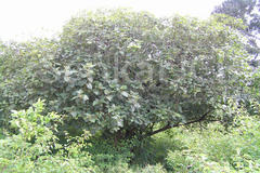 Premna tomentosa